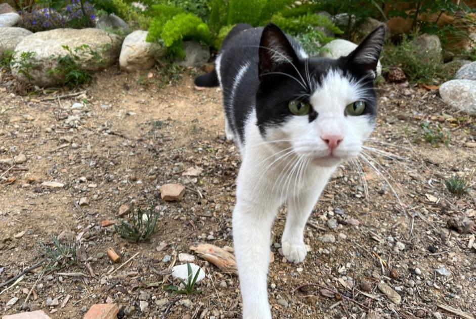 Alerta de Desaparición Gato Macho , 6 años Perpignan Francia