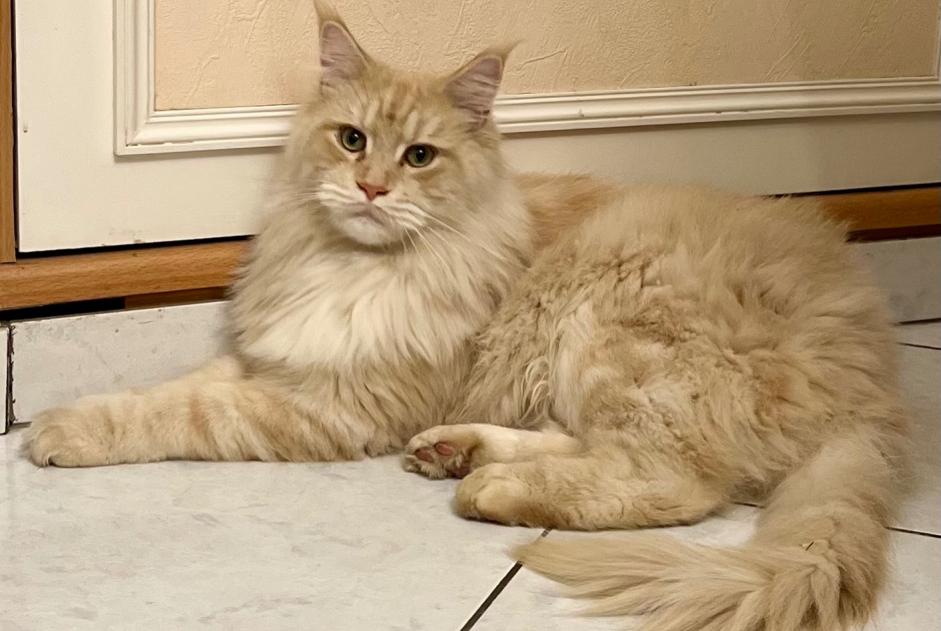 Alerte Disparition Chat  Mâle , 4 ans Les Cluses France
