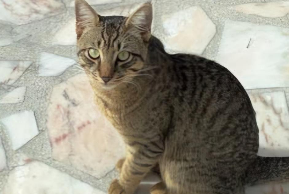 Alerte Découverte Chat Inconnu Gagny France Alerte Découverte Chat Inconnu Gagny France