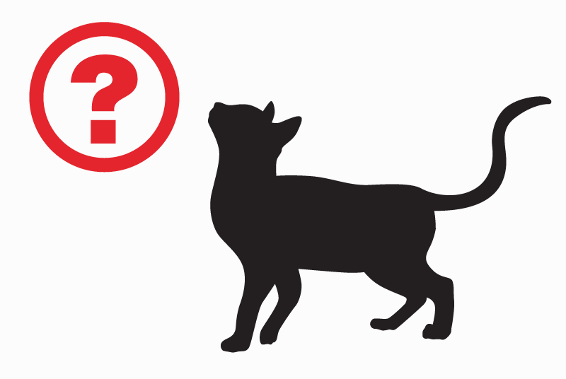 Alerte Découverte Chat Inconnu , Entre 1 et 3 mois Saint-Brieuc France