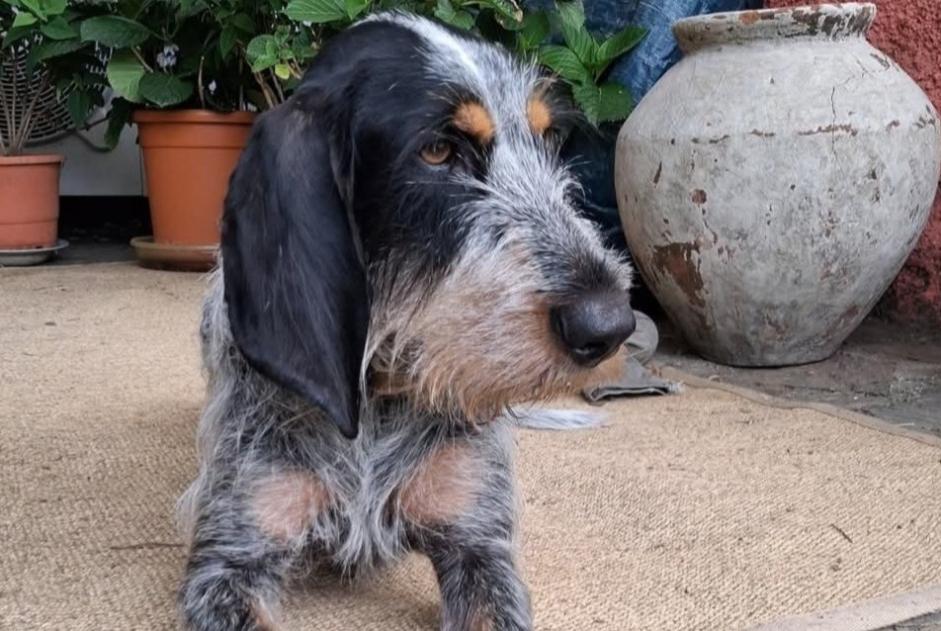 Alerta desaparecimento Cão Fêmea , 4 anos Arles-sur-Tech France Alerta desaparecimento Cão Fêmea , 4 anos Arles-sur-Tech France