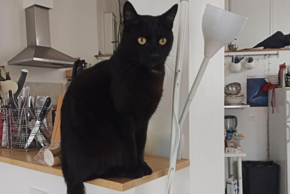 Alerta desaparecimento Gato Macho , 3 anos Montpellier France Alerta desaparecimento Gato Macho , 3 anos Montpellier France